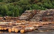 Sinop Ayancık Eniva Orman Ürünleri